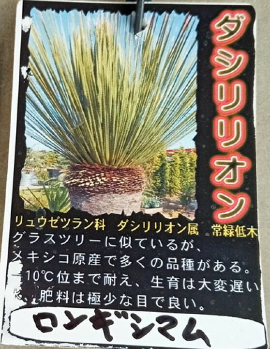 楽天市場】観葉植物/（わけあり特価）ダシリリオン ロンギッシマム5号  