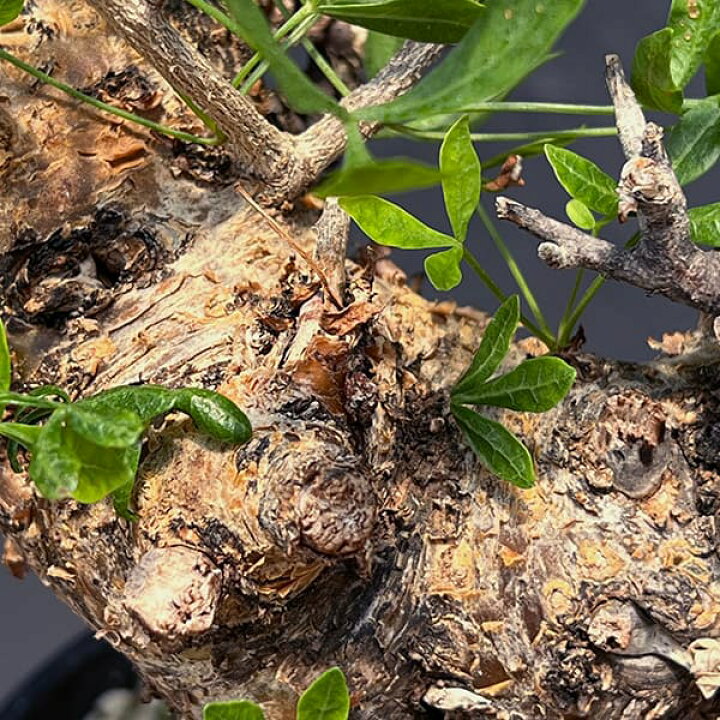 楽天市場】観葉植物/コミフォラ：フォリアセア（発根済み） 4号鉢植え 
