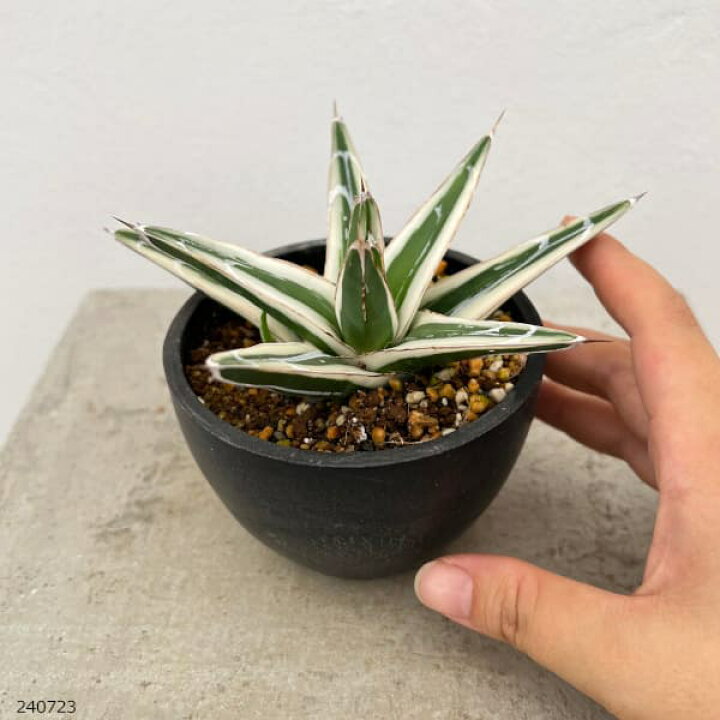 楽天市場】観葉植物/アガベ：氷山（ビクトリアレギナエ斑入り）3号 