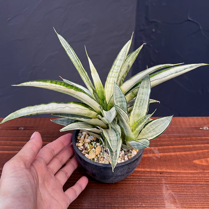 楽天市場】観葉植物/[アーリーサマーセール]サンセベリア：ガブリエラ 