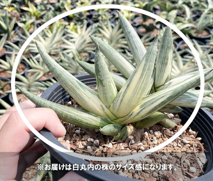 楽天市場】観葉植物/[ザ・ファームセレクト][送料無料]サンセベリア  