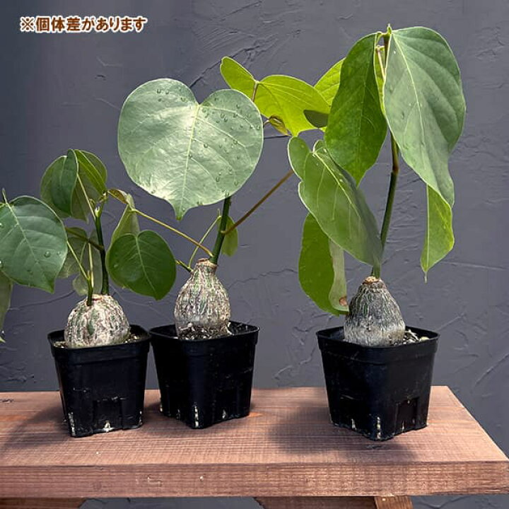 楽天市場】観葉植物/プセウドボンバックス：エリプチクム（実生4年株 
