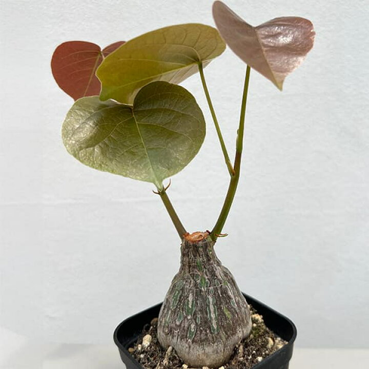 楽天市場】観葉植物/プセウドボンバックス：エリプチクム（実生4年株 