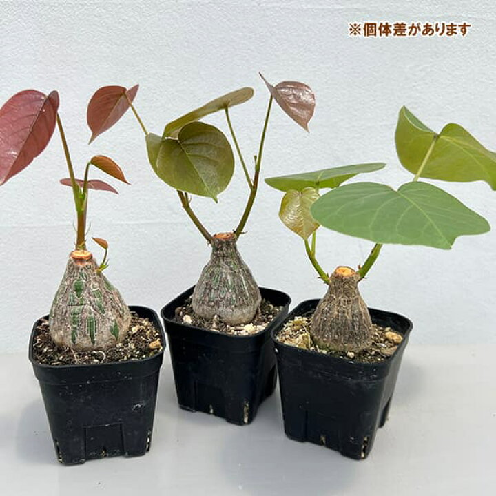 楽天市場】観葉植物/プセウドボンバックス：エリプチクム（実生4年株 
