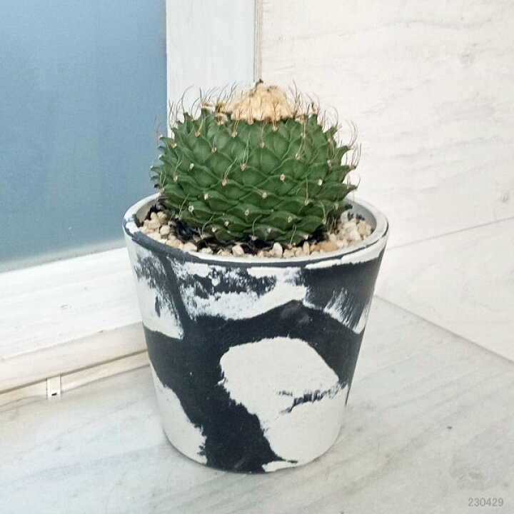 楽天市場】観葉植物/サボテン：オブレゴニア・デネグリイ（帝冠）4.5号 