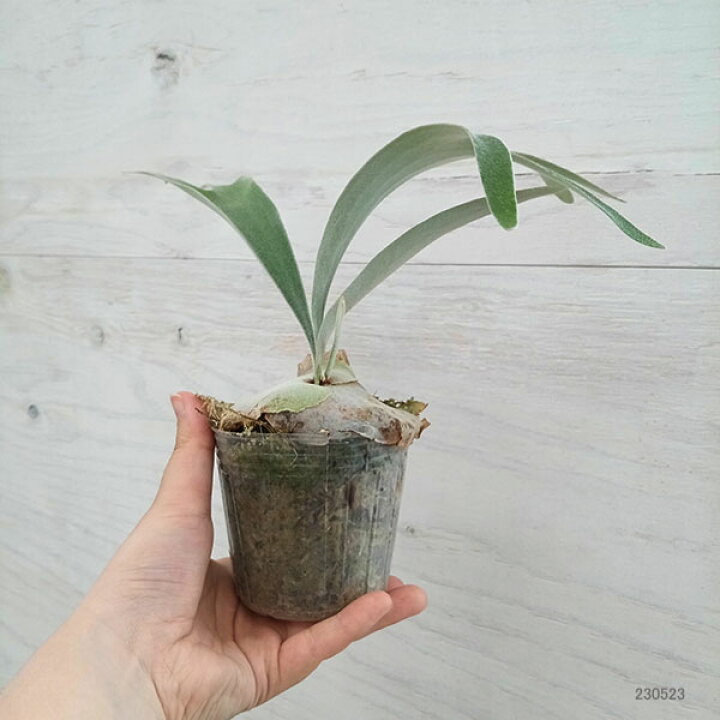 楽天市場】観葉植物/ビカクシダ（コウモリラン）： ベイチー ワイルド 