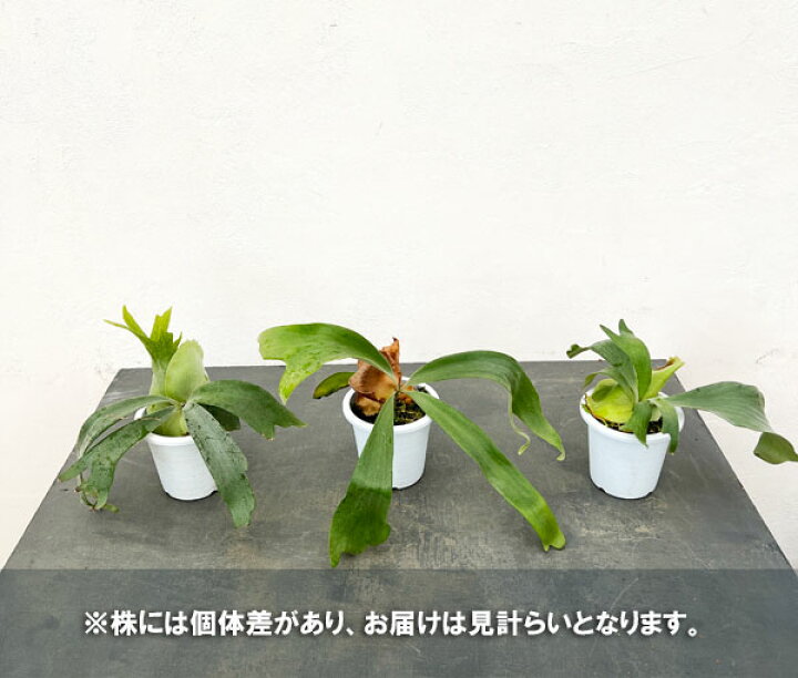楽天市場】観葉植物/ビカクシダ（コウモリラン）：ウィリンキー4号 