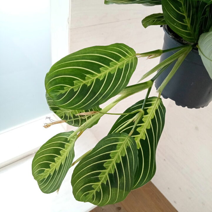 楽天市場】観葉植物/マランタ：レモンライム 5号吊り鉢 : 園芸ネット 