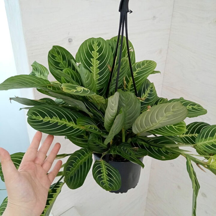 楽天市場】観葉植物/マランタ：レモンライム 5号吊り鉢 : 園芸ネット 