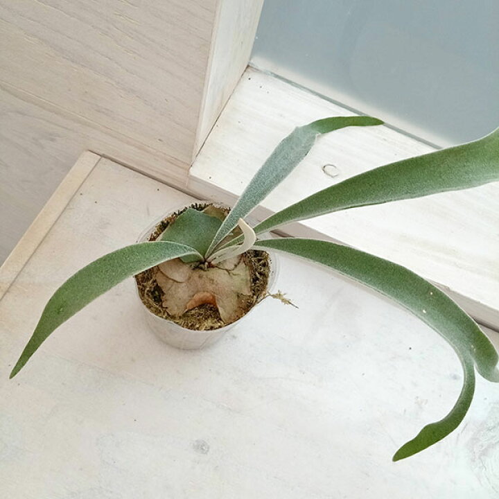 楽天市場】観葉植物/[アーリーサマーセール]ビカクシダ（コウモリラン 