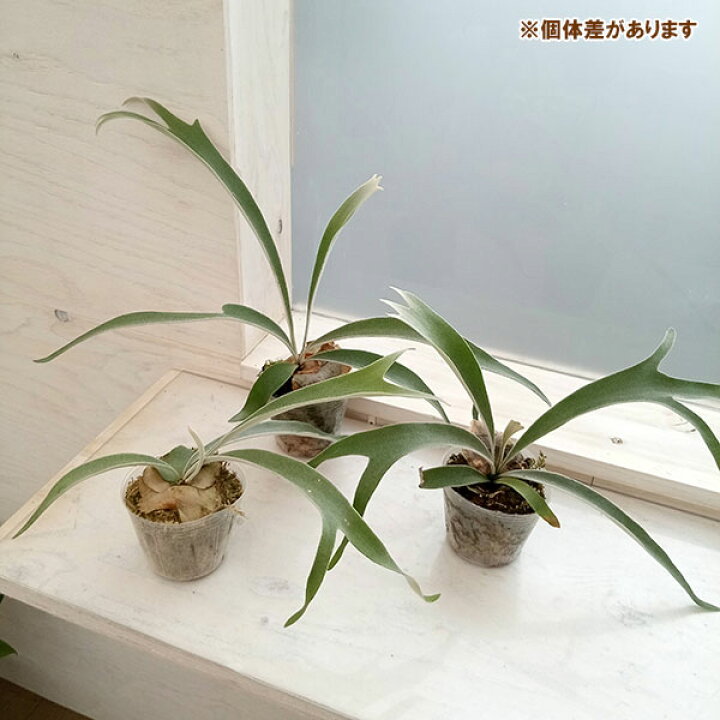 楽天市場】観葉植物/[棚卸セール]ビカクシダ（コウモリラン