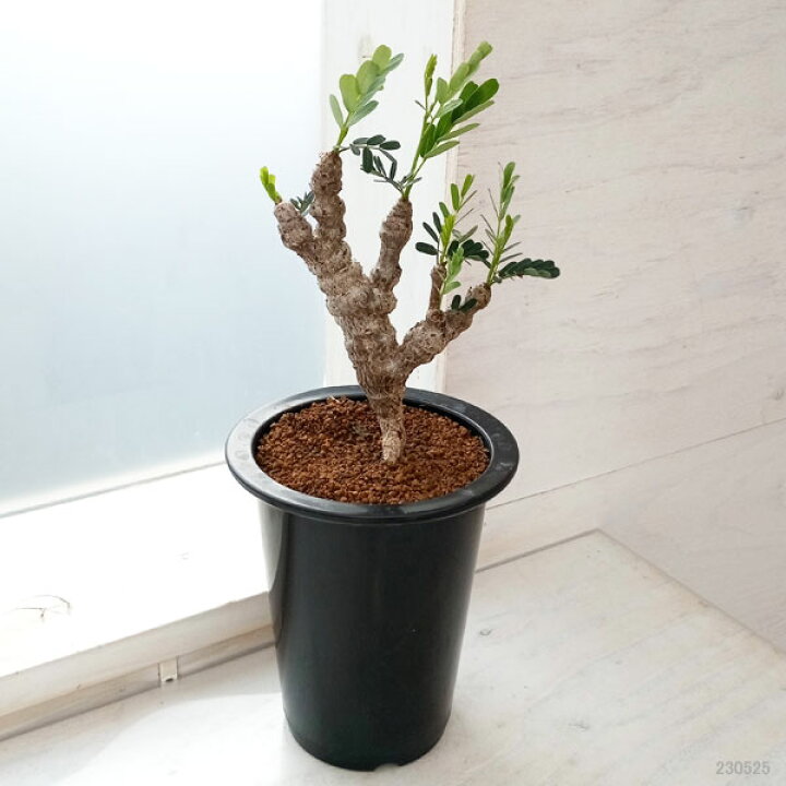 楽天市場】観葉植物/センナ：メリディオナリス 3号23-05 : 園芸ネット 