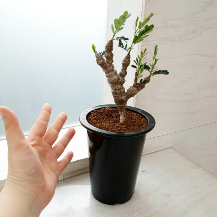 楽天市場】観葉植物/センナ：メリディオナリス 3号23-05 : 園芸ネット 
