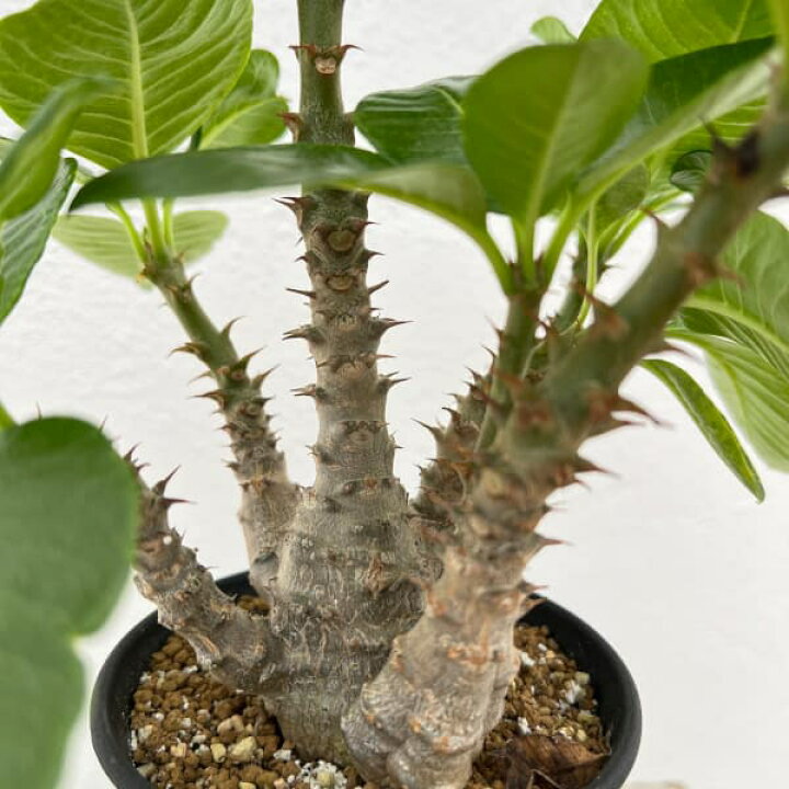 楽天市場】観葉植物/[送料無料]パキポディウム ウィンゾリー実生 3.5号  