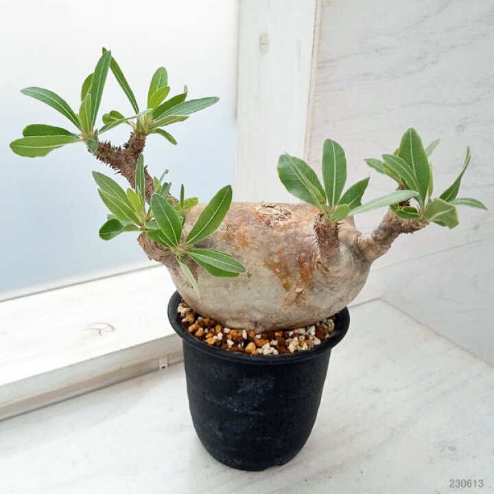 楽天市場】観葉植物/[ザ・ファームセレクト][送料無料]パキポディウム 
