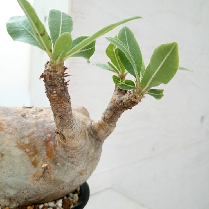 楽天市場】観葉植物/[ザ・ファームセレクト][送料無料]パキポディウム  