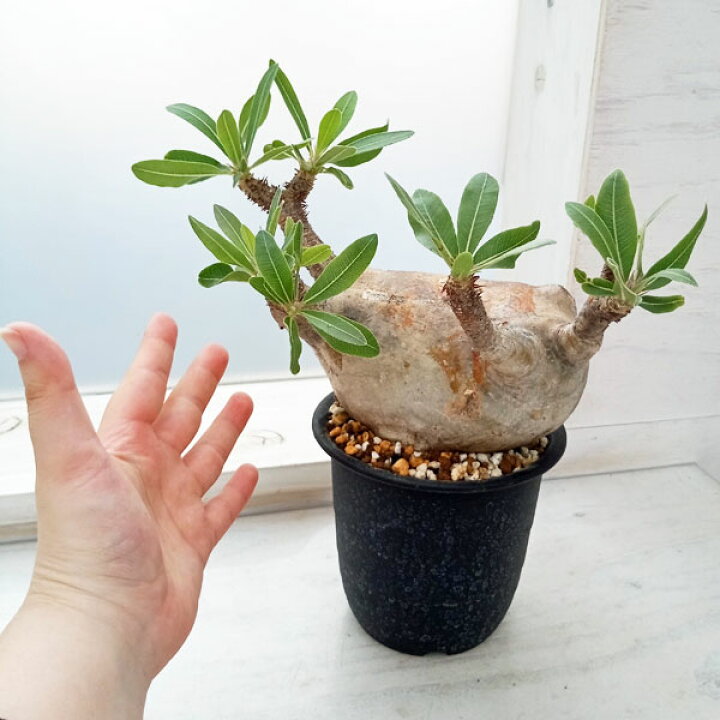 楽天市場】観葉植物/[ザ・ファームセレクト][送料無料]パキポディウム 