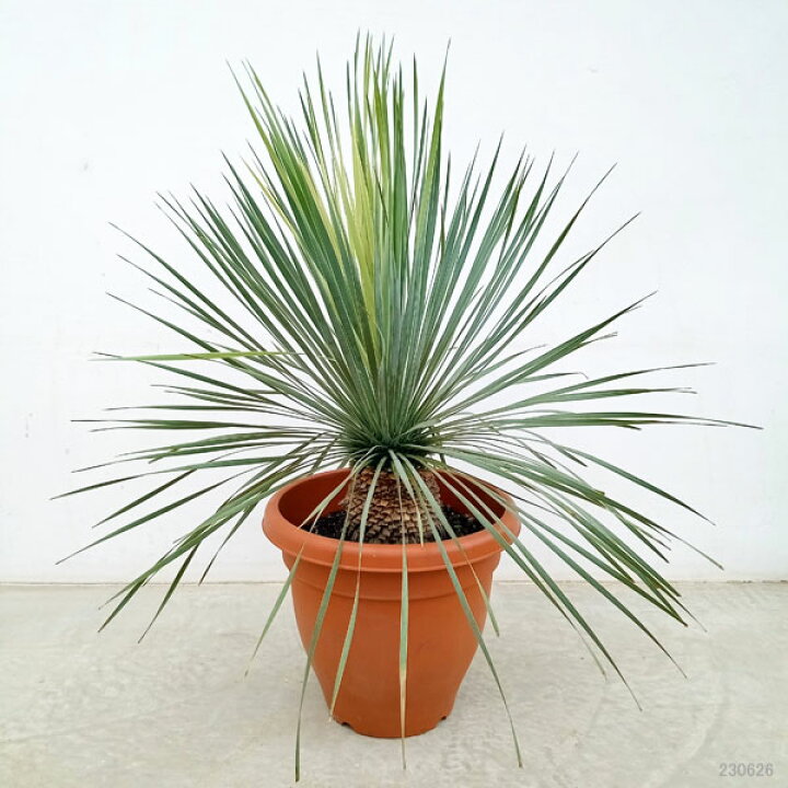 楽天市場】観葉植物/[送料無料]ユッカ：ロストラータ 10号鉢植え 