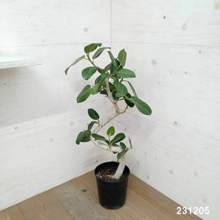 楽天市場】観葉植物/[棚卸セール]フィカス：ベンガレンシス（曲げ 