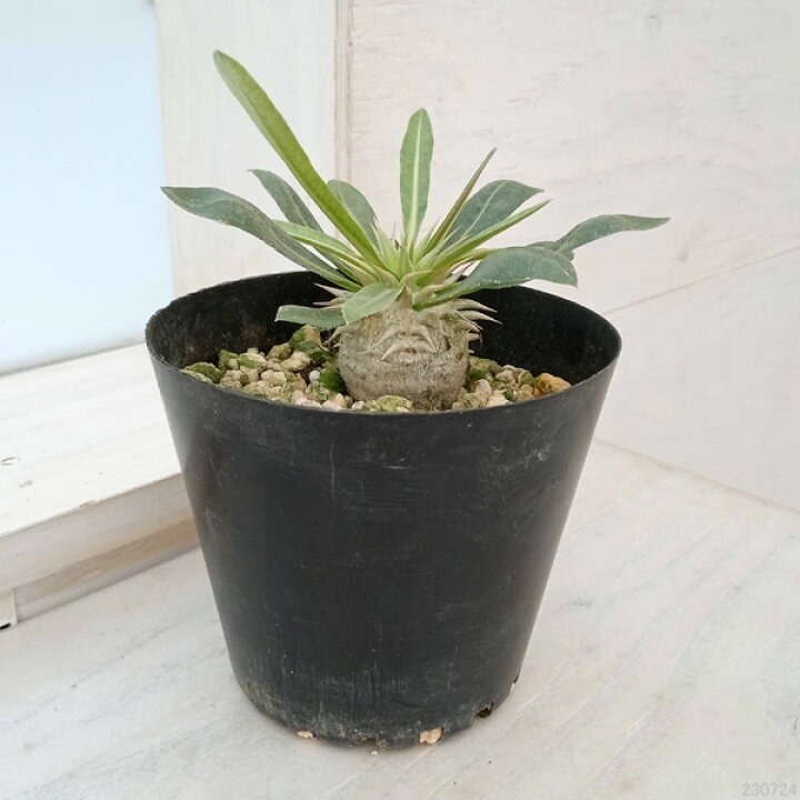 楽天市場】観葉植物/パキポディウム：エブレネウム（国内実生株） 4号 