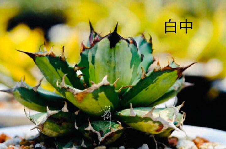 楽天市場】観葉植物/[ザ・ファームセレクト][送料無料]アガベ 