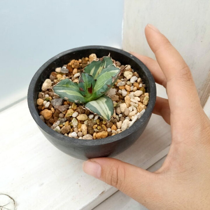 【スモール (S)】 観葉植物/アガベ：チタノタ　No.1　白中斑（発根済）　3号鉢植え23-02 👚 送料無料 ザ・ファームセレクト
