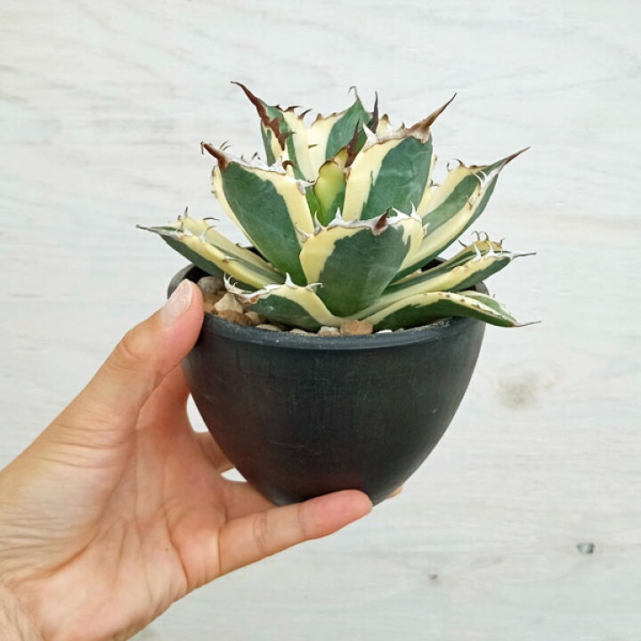 楽天市場】観葉植物/[ザ・ファームセレクト][送料無料]アガベ  