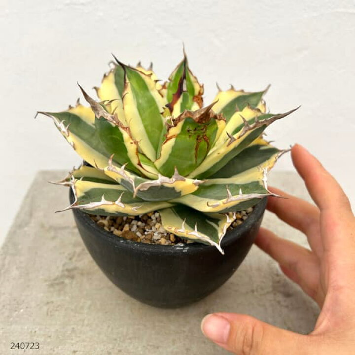 楽天市場】観葉植物/[ザ・ファームセレクト][送料無料]アガベ 