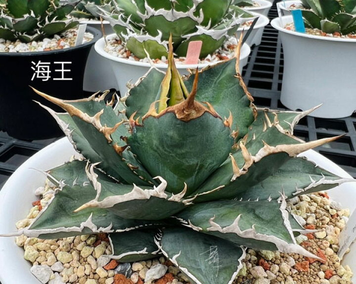 楽天市場】観葉植物/アガベ：チタノタ 海王 3号鉢植え23-03 : 園芸  