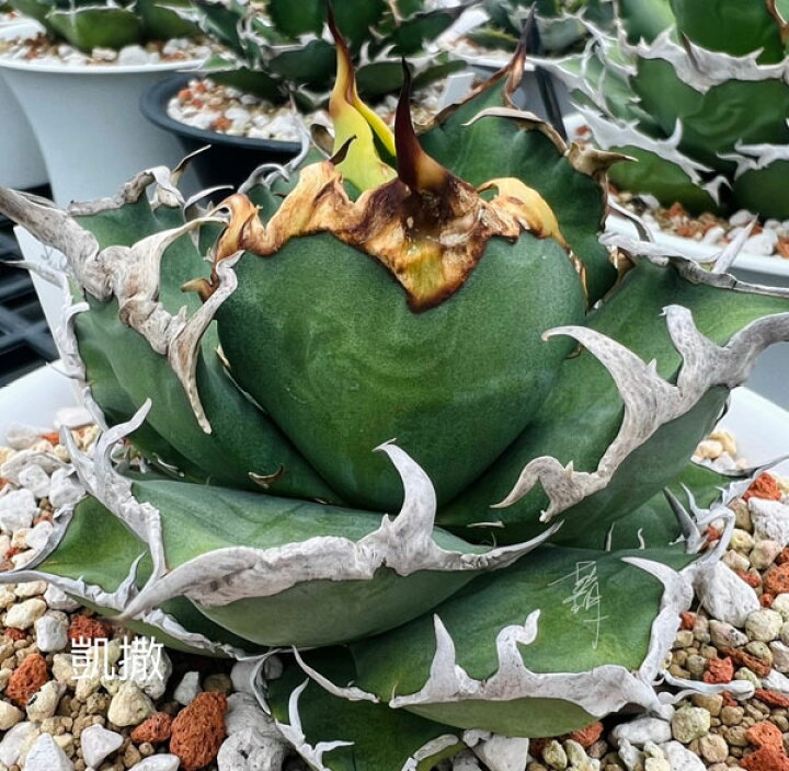 楽天市場】観葉植物/[ザ・ファームセレクト][送料無料]アガベ  