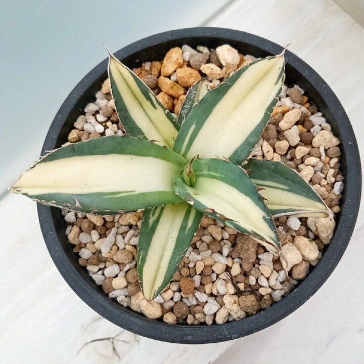 楽天市場】観葉植物/[ザ・ファームセレクト][送料無料]アガベ 