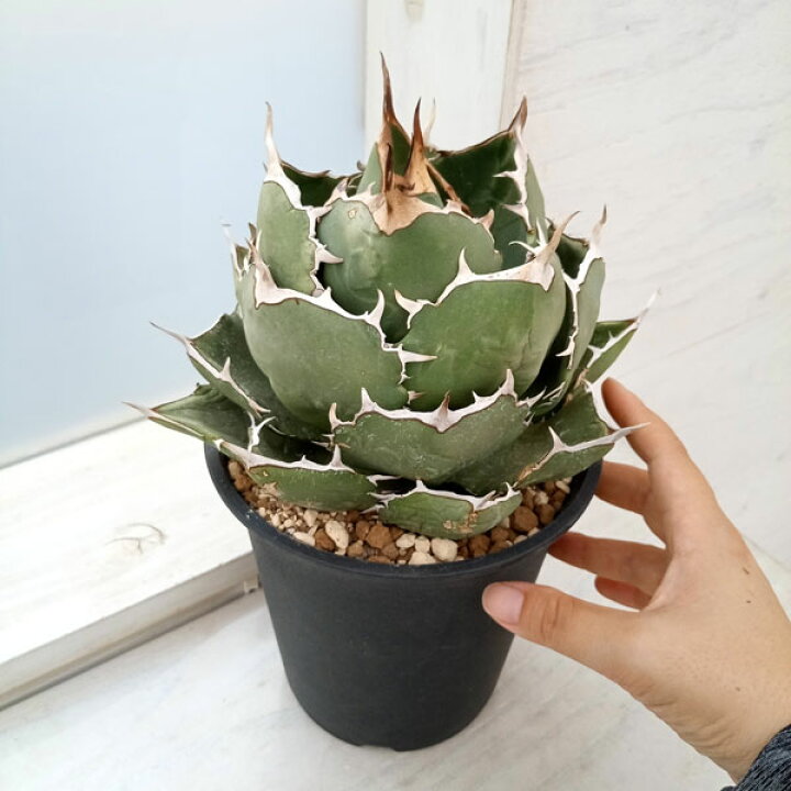 楽天市場】観葉植物/[送料無料]アガベ：オテロイ（チタノタ FO-076）5 