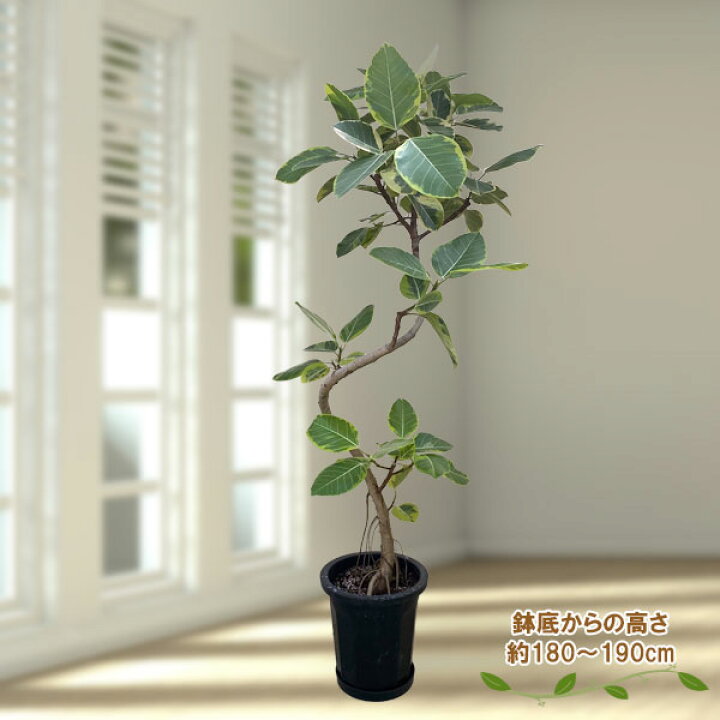 楽天市場】観葉植物/[送料無料]フィカス：アルテシマ 10号鉢植え（皿 
