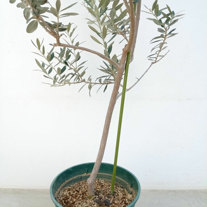 楽天市場】花木 庭木の苗/オリーブ：バロウニ 8号鉢植え : 園芸ネット 