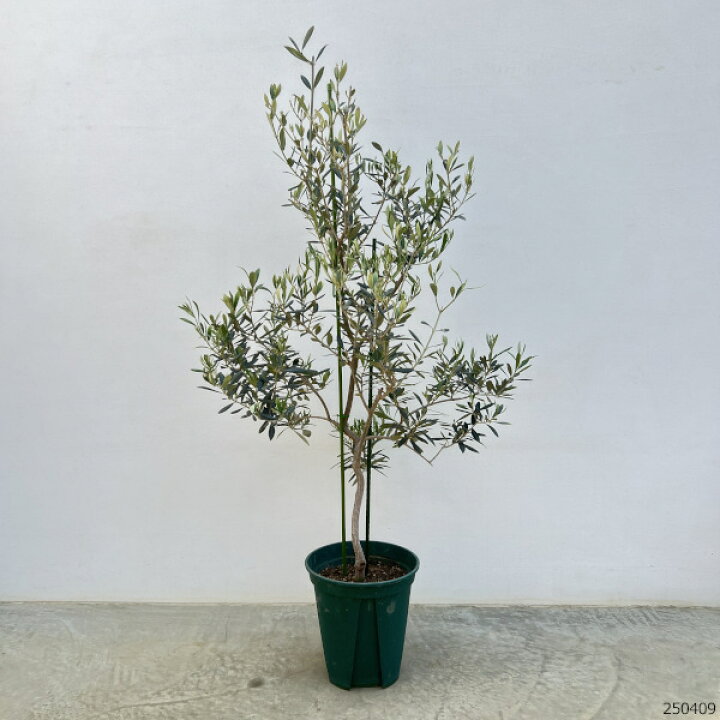 楽天市場】花木 庭木の苗/オリーブ：バロウニ 8号鉢植え : 園芸ネット 
