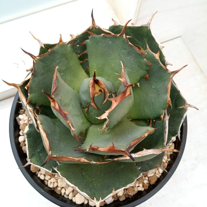 楽天市場】観葉植物/アガベ：オテロイ イラン産（チタノタ FO-076）7号  