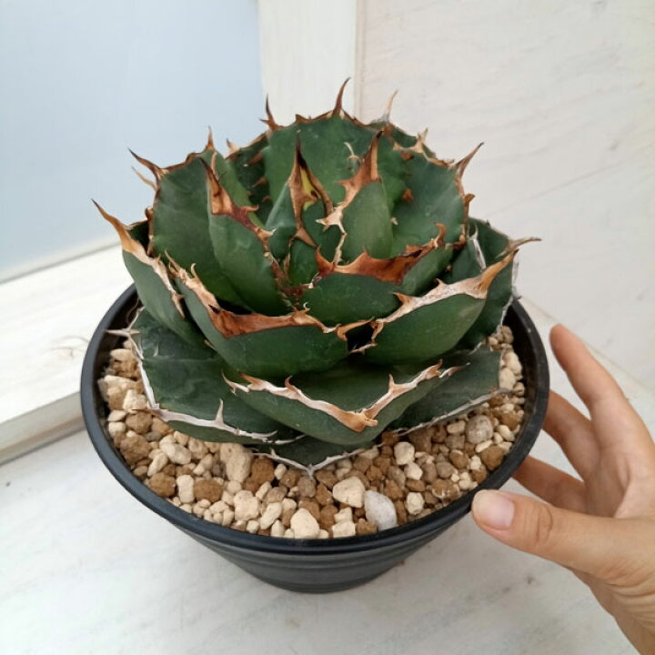 楽天市場】観葉植物/アガベ：オテロイ イラン産（チタノタ FO-076）7号 