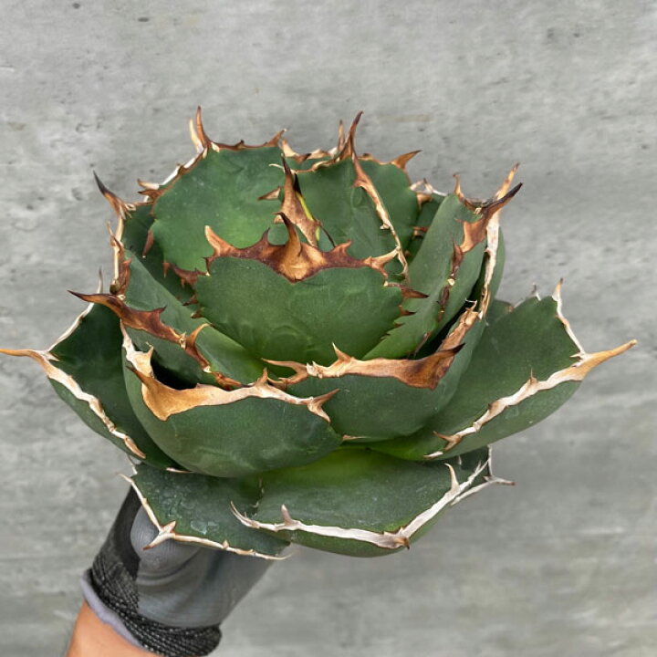楽天市場】観葉植物/アガベ：オテロイ イラン産（チタノタ FO-076）7号 