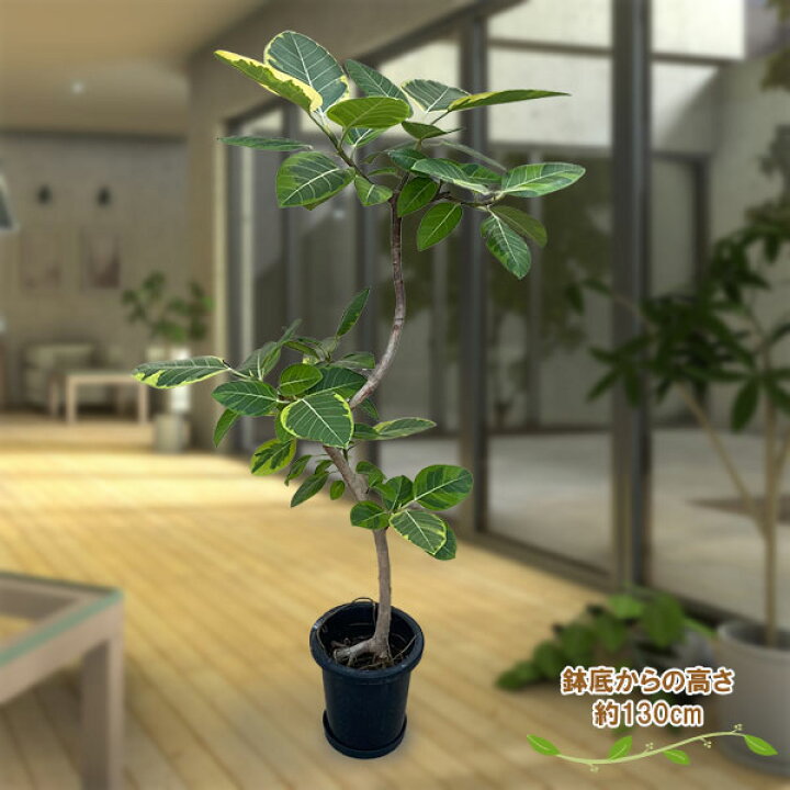 楽天市場】観葉植物/[送料無料]フィカス：アルテシマ 8号鉢植え（皿 