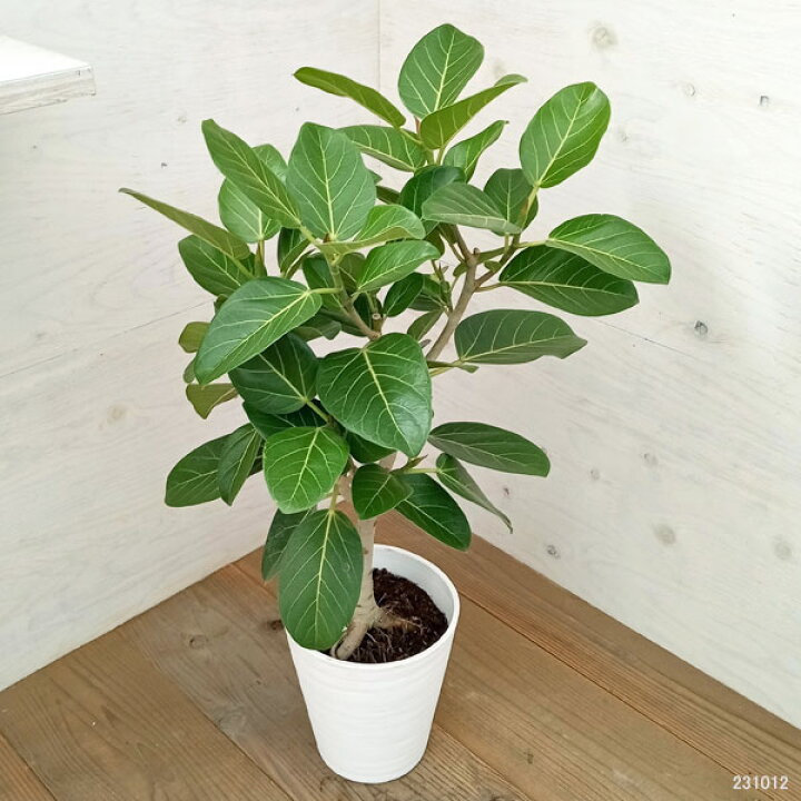 楽天市場】観葉植物/フィカス：ベンガレンシス オードリー 7号鉢植え 