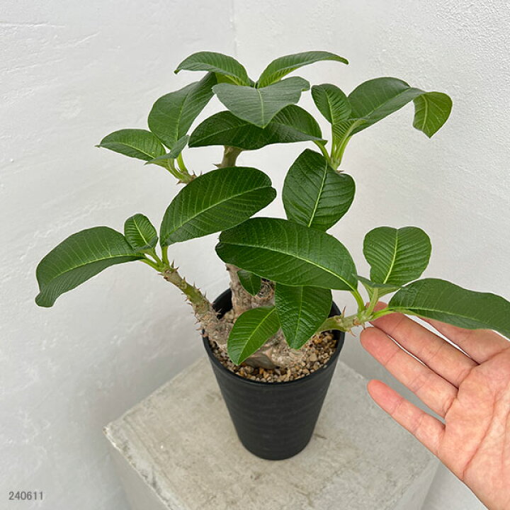 楽天市場】観葉植物/パキポディウム：ウィンゾリー（実生） 4号鉢植え  