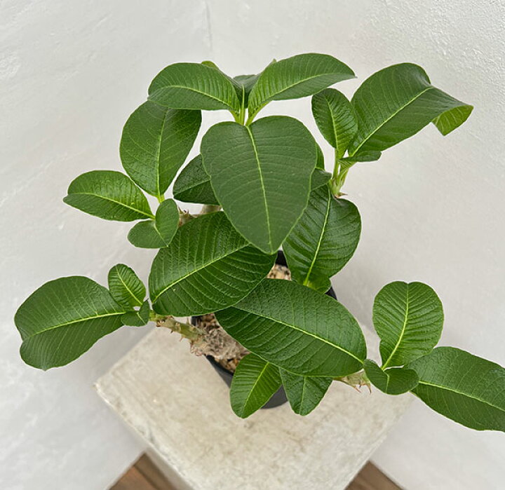楽天市場】観葉植物/パキポディウム：ウィンゾリー（実生） 4号鉢植え 