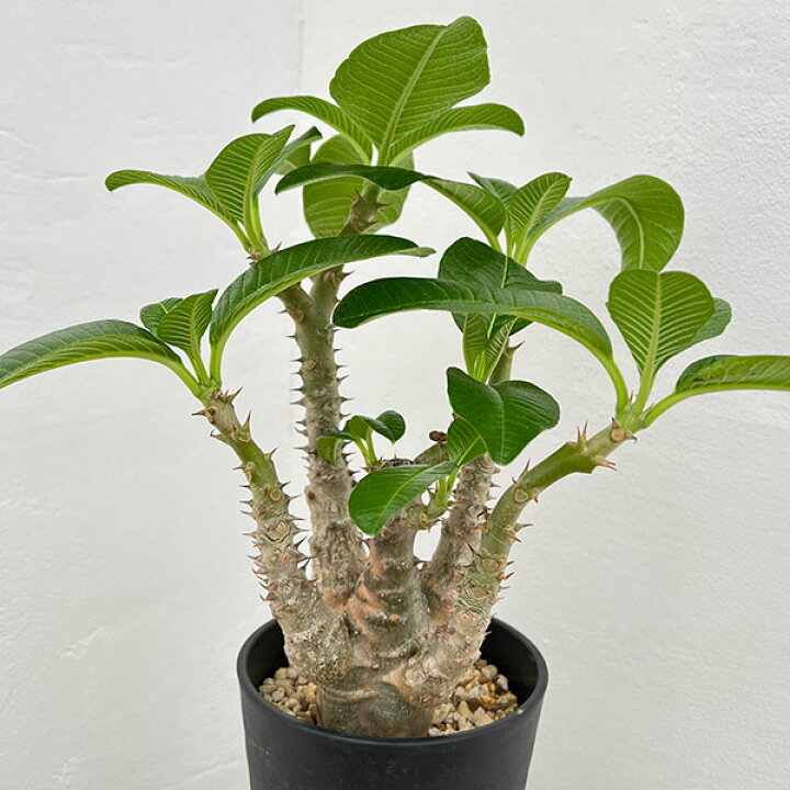 楽天市場】観葉植物/パキポディウム：ウィンゾリー（実生） 4号鉢植え 