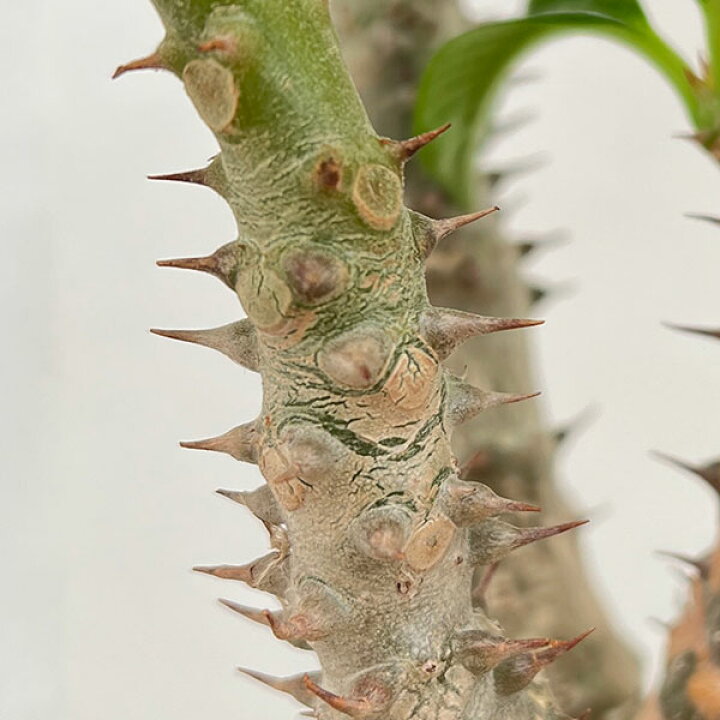 楽天市場】観葉植物/パキポディウム：ウィンゾリー（実生） 4号鉢植え 