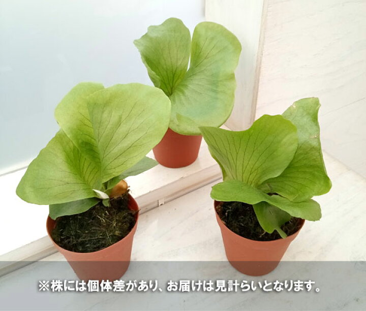 楽天市場】観葉植物/ビカクシダ（コウモリラン）：ステマリア3号 