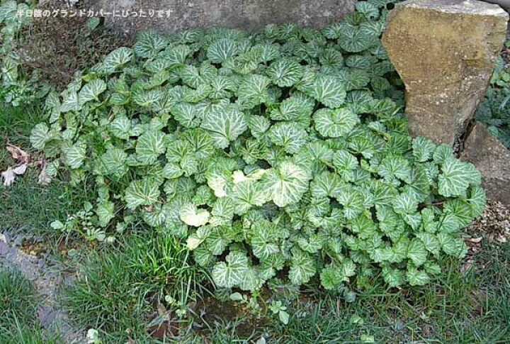 楽天市場 送料無料 ユキノシタ 雪の下 3号ポット24株セット 園芸ネット プラス