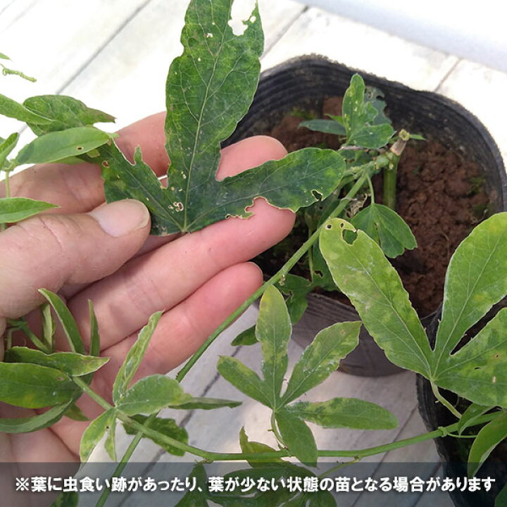 楽天市場 草花の苗 トケイソウ 耐寒性時計草 3号ポット 園芸ネット プラス
