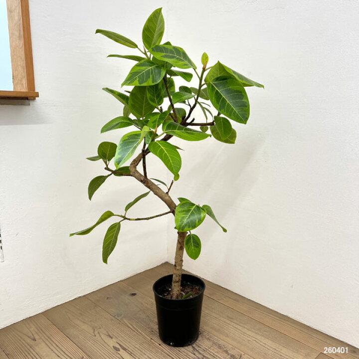 楽天市場】観葉植物/[送料無料]フィカス：アルテシマ（朴曲げ仕立て・L 