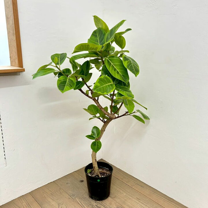 楽天市場】観葉植物/[送料無料]フィカス：アルテシマ（朴曲げ仕立て・L 