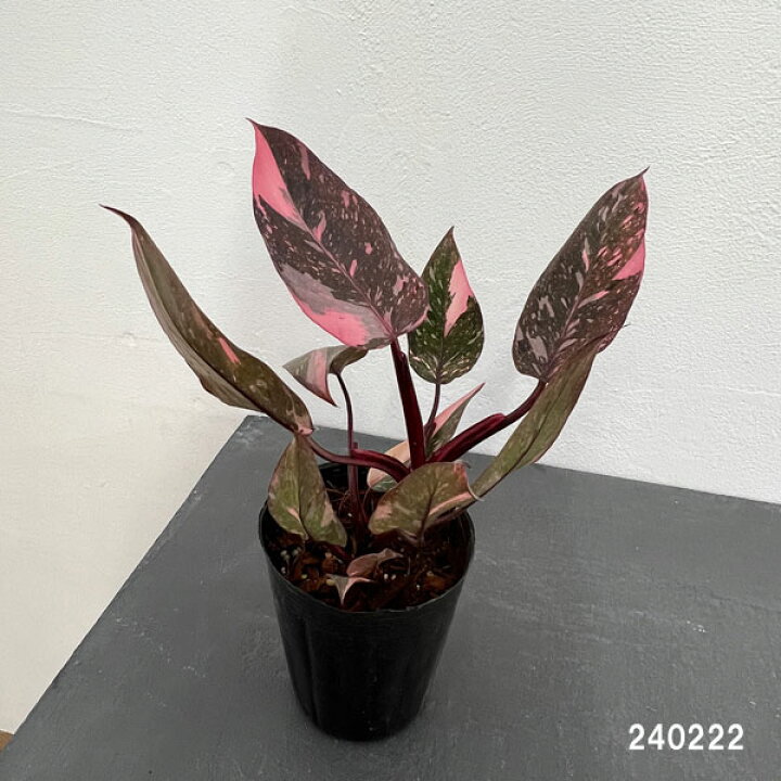楽天市場】観葉植物/フィロデンドロン：マーブルピンクプリンセス 